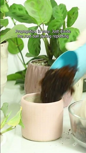 Maranta Green Prayer Plant propagation