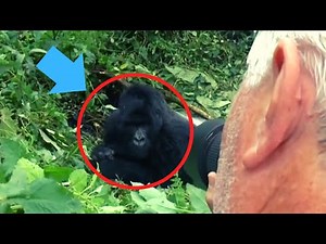 6 Gorilla Encounters That are Way too Scary for You