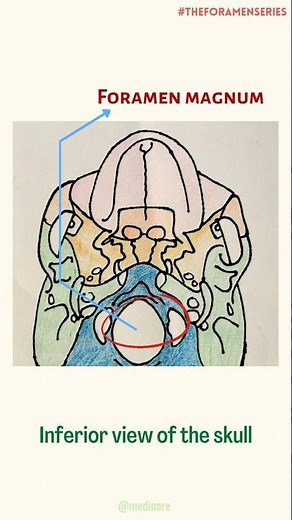 Foramen Magnum #theforamenseries | Foramen of the Skull | Anatomy | Medinare