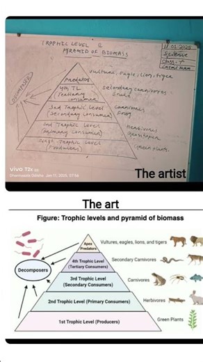 Tropical level and pyramid of biomass#class-7