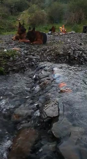 Playful German Shepherds Enjoying the Outdoors