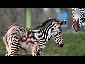 Baby Grevy's Zebra born at Chester Zoo