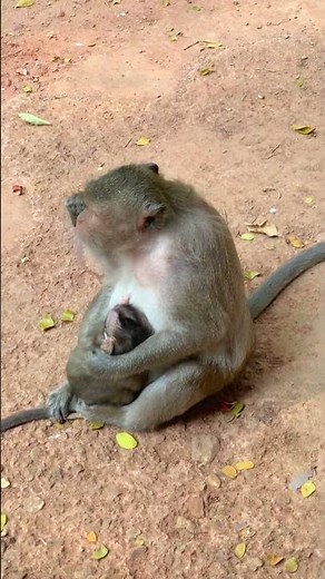 Why Is the Baby Monkey Screaming? #monkey #babymonkey