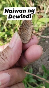 Ang sumblero ng dewindi | Rhan TV