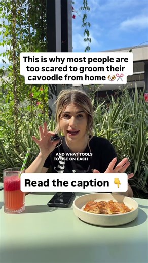 cavoodle home grooming course