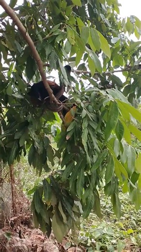 The bittern hunts snakes in the trees.