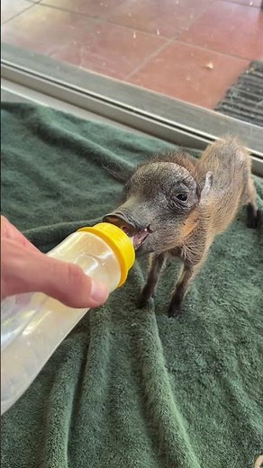 A very hungry rescue baby warthog 🐗🥰🍼 #animalshorts #animals #wildlife #cuteanimals