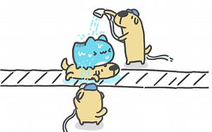 咖波来体验狗狗的全自动洗澡工厂