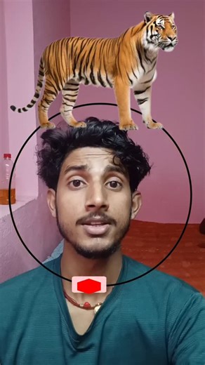 Ajay Kumar | Tiger 🐅🐯 Stop 😱🎯 #challenge #tiger #short #stop #viralreel #trenging #puzzle | Instagram