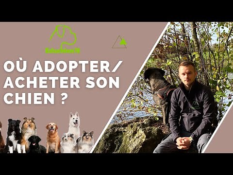 Où adopter son chiot ? CONSEILS INDISPENSABLES