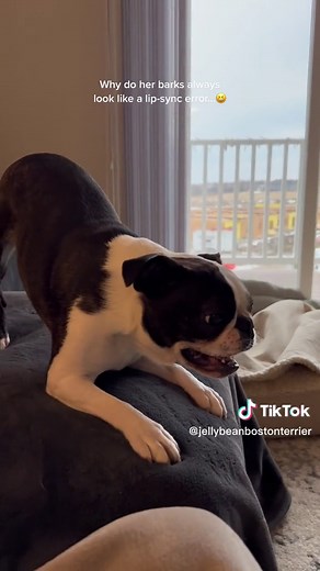 Adorable Boston Terrier Barking Compilation