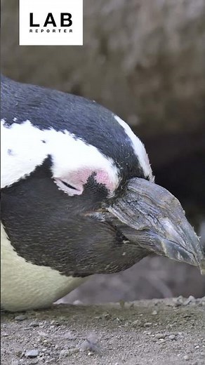 Penguins: Masters of Microsleeping