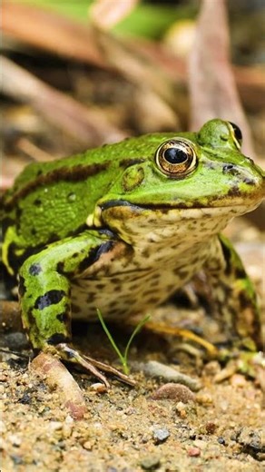 ASMR POND FROG VS TREE FROG #animalsoftheworld #rainforestanimals #wildlifedocumentary #asmr