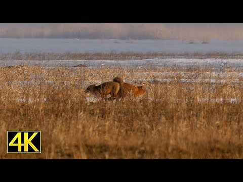 Paarungszeit beim Rotfuchs (red fox in mating season) 4K