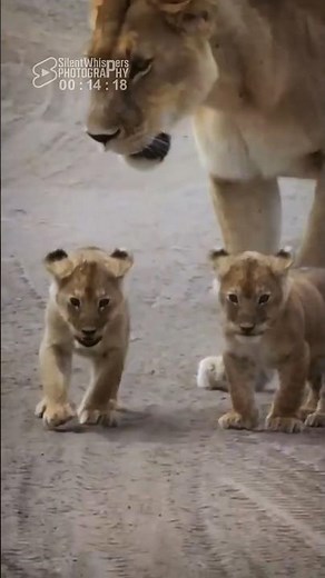 CUTE! Baby Lions Go on an Adventure with Their Mother (Sound Of Safari)