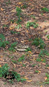 138K views · 1K reactions | Male Puff Adders Fighting. During the...