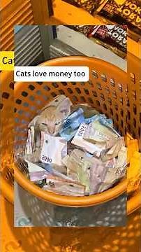 Cats hide in unexpected places