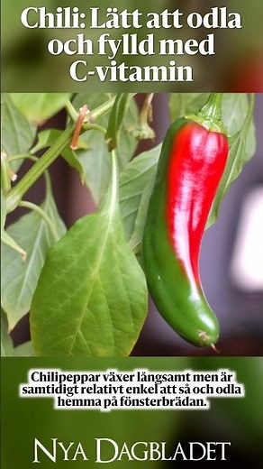 Chili: Lätt att odla och fylld med C-vitamin