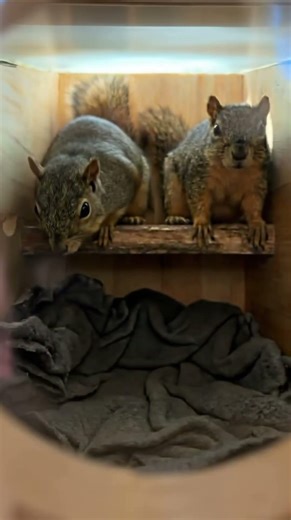 Looking Inside a Squirrel Nest Box and Seeing Little Lives Safe at Home