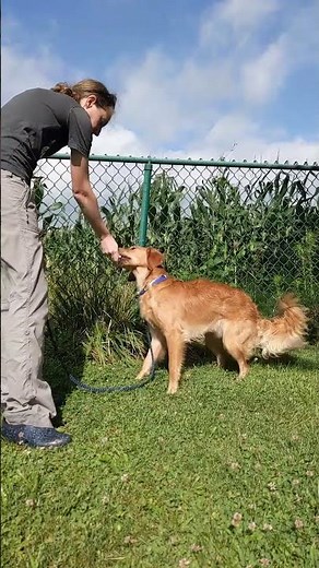 Top Tip for Untangling Your Dog's Leash