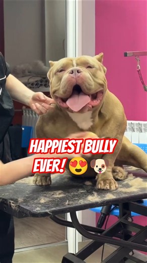 American Bully Grooming 🐶 Satisfying Dog Spa #Shorts#dogs