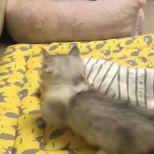 4.7K views | Cats Cuddle on Reels | Facebook