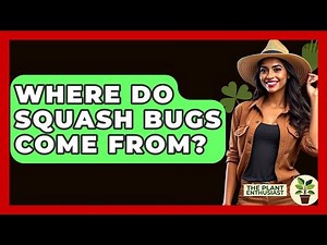 Where Do Squash Bugs Come From? - The Plant Enthusiast