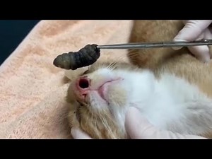 Bot fly removal - 2022 botfly removal compilation #4 || #botflyremoval #removal #botflyremovalvideo