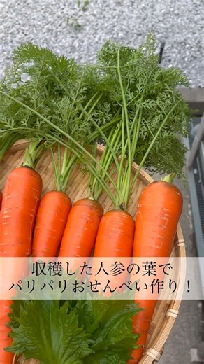 人参の葉でパリパリおせんべい作り🥕#にんじん #人参 #葉っぱ