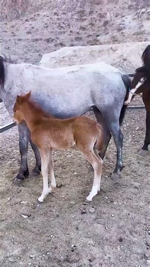 Where Kindness Shapes the Strength of Every Horse