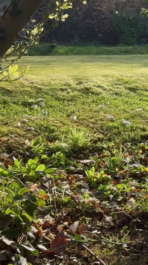 Nothing fancy, just this…🌿 Real English Countryside Peace #calmambience #leavingthecity