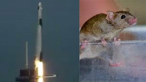 Looks like a mouse, says Twitter as video of rodent moving on SpaceX rocket after launch goes viral