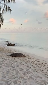 Sunrise during turtle nesting season on Heron Island... it's worth the early wake-up call 🙌✨ If you're visiting us over the next few months, don't forget to add a sunrise island walk to your must-do list and witness these incredible mummas for yourself!⁠ 📷: instagram.com/justine_mckee | Heron Island