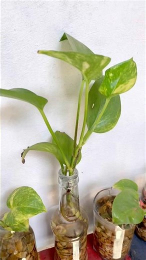 How to Get Shiny Money Plant Leaves Naturally
