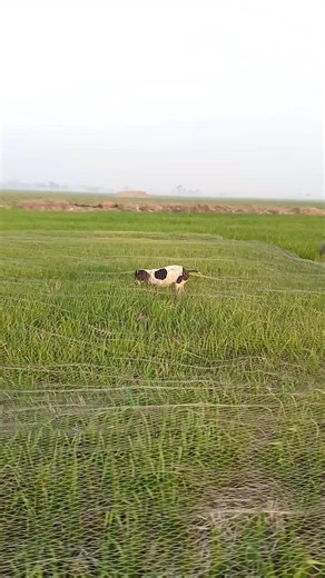 HUNTING QUAIL WITH BEST POINTER DOG $BATAIR KA SHIKAR $NEATING IN PAKISTAN 2026 #shorts #shortsfeed