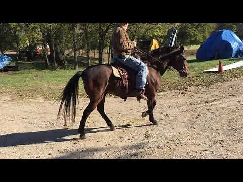 Paso Fino Natural Gait - The Sound