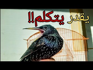 كامل المعلومات عن طائر الزرزور (starling)
