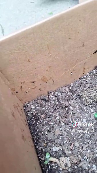 Frog hunting with my sister!#frogtok #toadtok #toad #froggonewrong