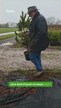 Hubert Fontaine vous alerte sur les sapins en conteneur