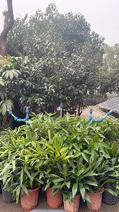 11K views · 36 reactions | How to set up a smart irrigation system to water your plants automatically at scheduled times? | SuperPiping | Facebook