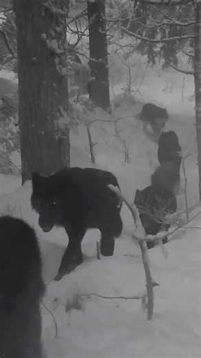 trail cam catches wolf packs moving like shadows through winter forests