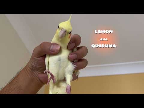 What Are Cockatiels Scared Of?