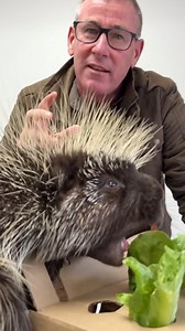 This is a crested porcupine - a huge rodent with amazing adaptations, they can even climb trees! 🌳🦔 | Ivan Carter