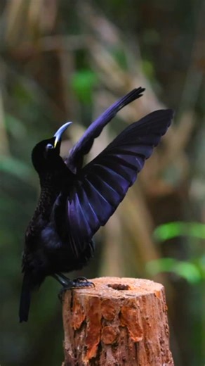 🐊David White, crocodile guide | No crowd. Not a single Sheila in sight. Just ole mate on his stage and a deep belief in his own greatness. Puffed up like he’d had three... | Instagram
