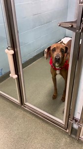 Arnold 🥺 Arnold needs someone to love him! This sweet 6-year-old Weimaraner mix was sadly given up because his family had no time for him 💔 Arnold is a darling fellow who is very calm, very affectionate and would make excellent family dog. He would probably even do well with other dogs with a similar laid-back temperament. Won’t you please give this older gentleman the love he needs? 🙏❤️To meet Arnold, or any of our amazing animals, please fill out a pre-adoption application www.humanebroward