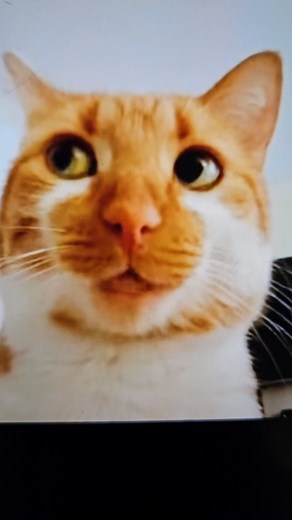 Cute cat sings #cat #viral | Cute Kittens