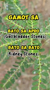 gamot sa Bato sa Atay (gallbladder stones) at Bato sa Bato (Kidney Stones) #pantunaw #gallbladder #GallbladderStones #kidneystones #batosabato #HepatitisB #herbalnagamot #highblood #herbalremedies #herbal #herbalmedicine #herbaltea #stonebreaker #sampasampalukan #halamanggamot | Herbal na Gamot