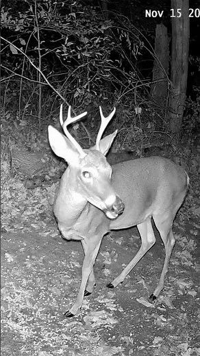 Up-Close 5 Point Buck Chewing Corn at Night | Incredible Trail Cam Footage! #shorts
