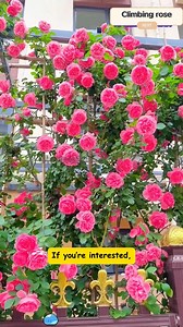 4.3K views · 25 reactions |  Climbing roses are perfect for those...