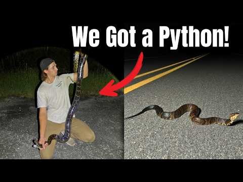 Catching an 8 Foot Python in the Everglades! Herping 2025|